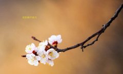 在這春暖花開的季節(jié)，歡迎你們加入知道網(wǎng)絡(luò)