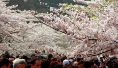 你見過空無一人的中山公園櫻花大道嗎？美！